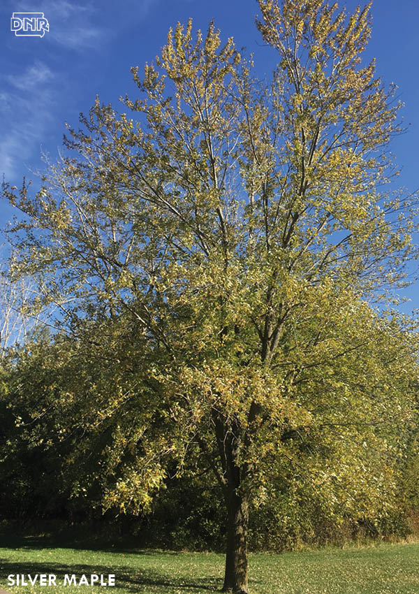 Silver maples are great fast-growing trees | Iowa DNR